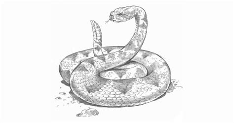 How to Draw a Realistic Rattlesnake with Pencil (Easy Step-by-Step Guide)