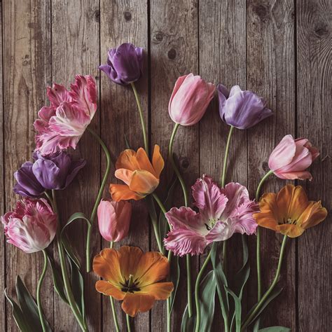 Download wallpaper 2780x2780 tulips, flowers, petals, wood, boards ipad ...