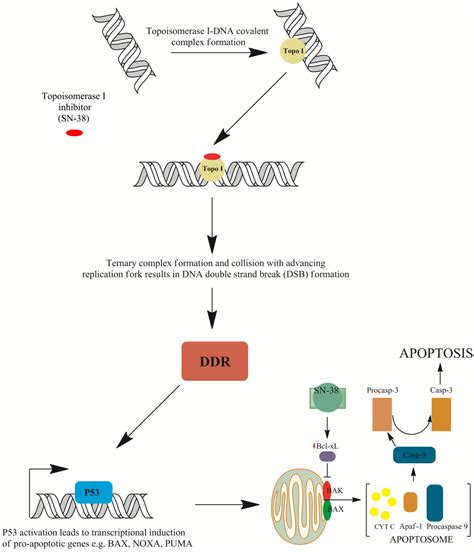 Irinotecan—Still an Important Player in Cancer Chemotherapy: A Comprehensive Overview