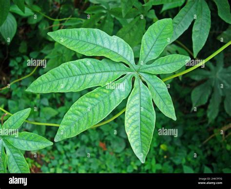 Palmately Compound Leaf Trees
