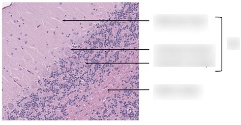 Cerebral Cortex Layers Diagram | Quizlet