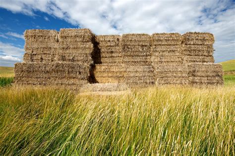 Image result for 4Ft Short Stack