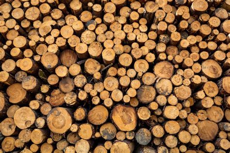 Image result for Felling a Large Tree