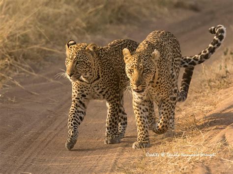 DOUM PALM SAFARIS (2026) All You Need to Know BEFORE You Go (with ...