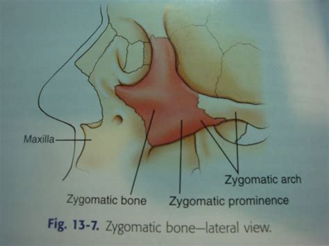 Zygomatic Arch Anatomy