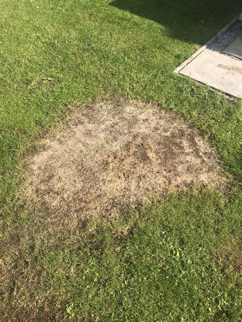 My lawn has a massive dead patch. Can anyone offer advice on how to ...