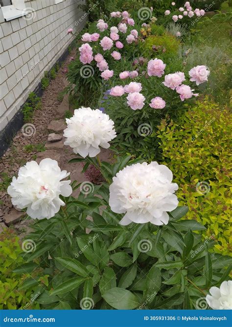 Group Planting of Herbaceous Peony Bushes, Flowering Bushes with Pink ...