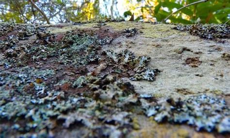पत्थर फूल या झूला घास (Lichen Furn)