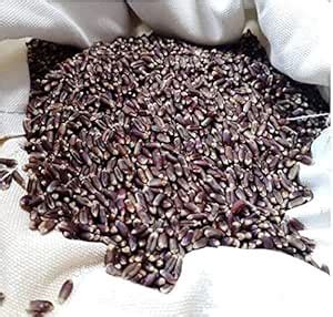 Kala Gehu BWG0232 - Punjab Natural Black Wheatgrass Seed- 125 : Amazon ...