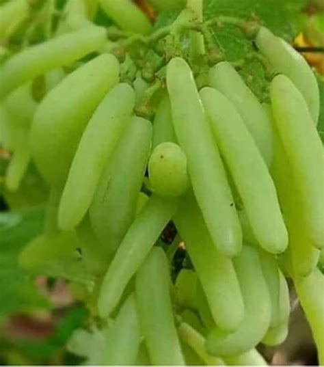 GreenPoint Hybrid Karnataka Green Grape/Sweet Angur Fruit Healthy Live ...