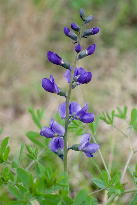 Blue false indigo » HF&G