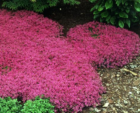 Does Red Creeping Thyme Grow in Florida? - My Heart Lives Here
