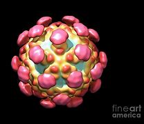 Image result for Astrovirus