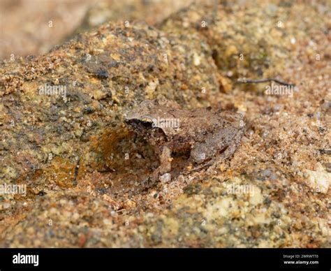 Koh Chang Wart Frog (Limnonectes kohchangae) Nr Chong Fah Waterfall ...
