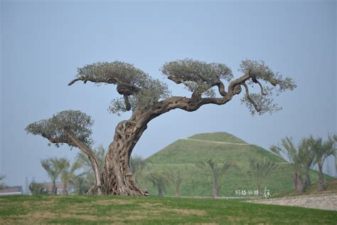 介绍一种千年古树：西班牙橄榄树，被称为地中海最古老的活化石|活化石|西班牙|橄榄树_新浪新闻