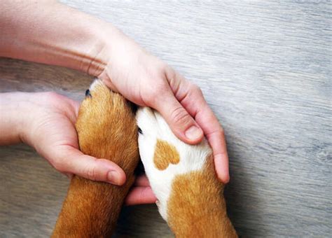 Paw-Care: Everything You Need To Know About Taking Care Of Your Pet's ...