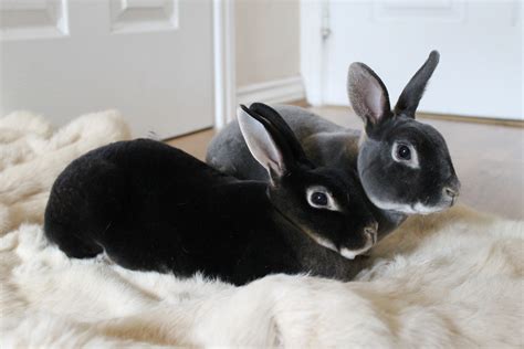 Mini Rex For Sale | Rabbits | Breed Information | Omlet