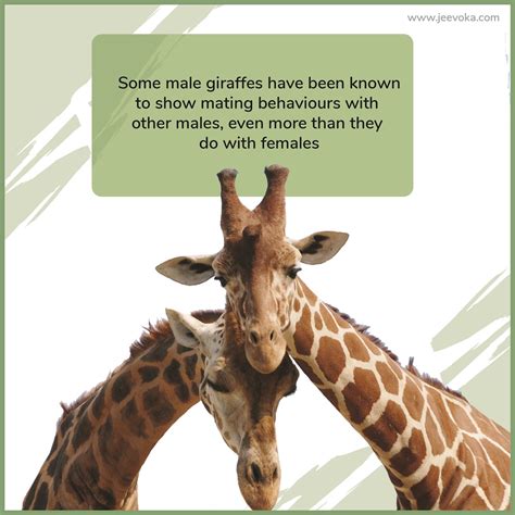 Jeevoka - It’s Natural: Homosexuality in Animals