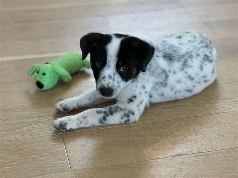 Henry County Humane Society, Inc. – McDonough, Georgia – Henry County ...