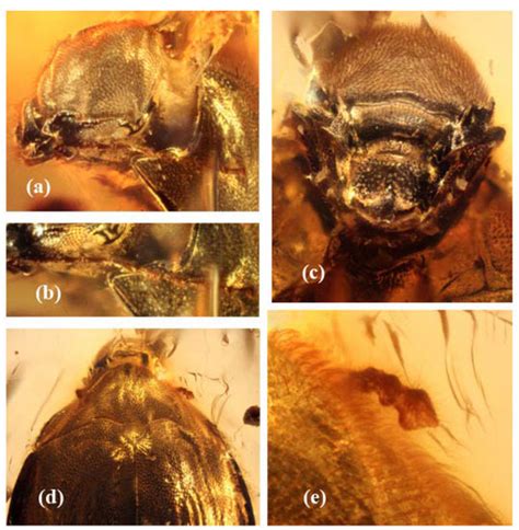 New Genus and Species of Limnichines from the Cretaceous Amber of ...