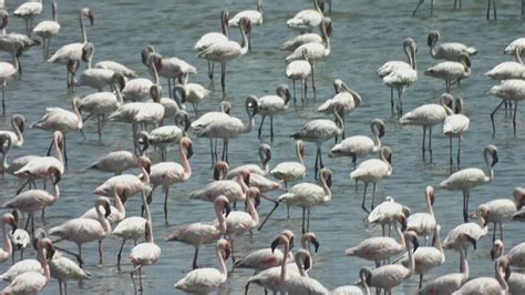 Navi Mumbai News: Flamingos Return To DPS Lake In Nerul After Partial ...