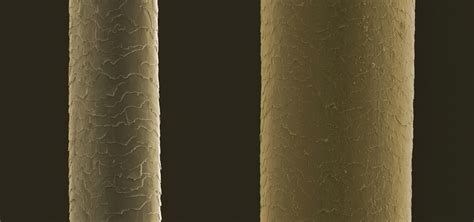 Comparative thickness of human hair | Wellcome Collection