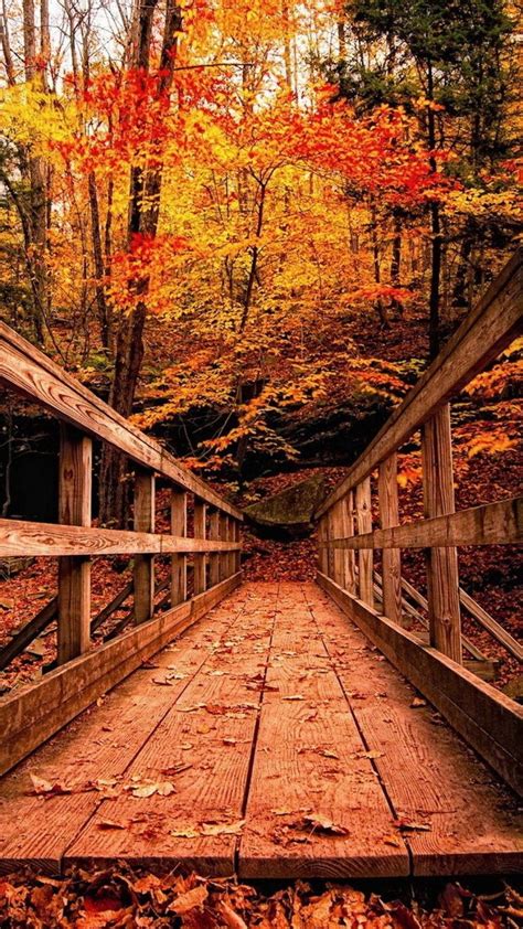fall pictures iphone wallpaper