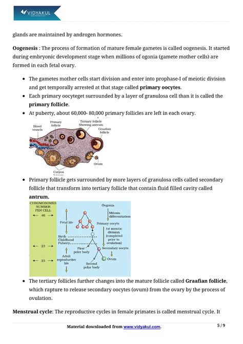Image result for Reproduction in Human Beings Class 12