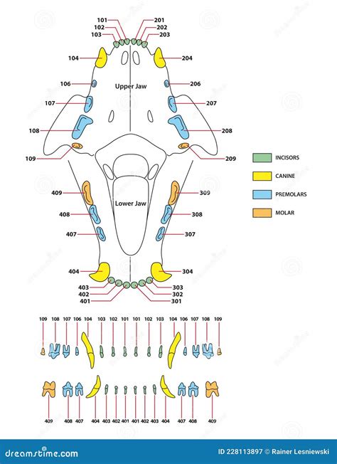 Construction of a Cats Teeth Dental Formula Stock Vector - Illustration ...