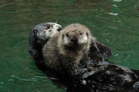 Animal Nature: Otter pop visits the Oregon Zoo; Super Bowl pick is up ...