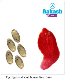 Parasitism Classification, Life cycle, Brood parasitism & Commensalism ...