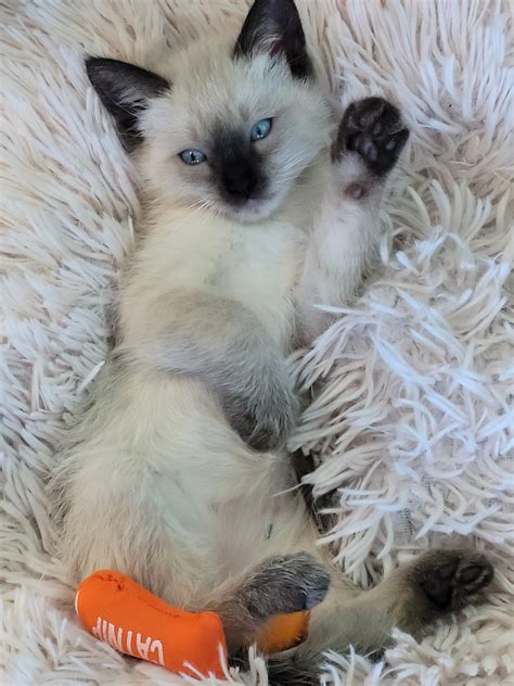 Rocky Mountain Feline Rescue -Music Video Bingo with Fiction Beer Co ...