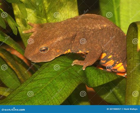 Endangered In Vietnamese