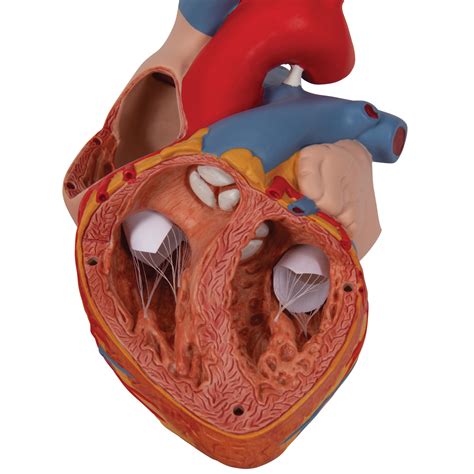 Anatomical Heart Model | Anatomy of the Heart | 4-Part Heart Model