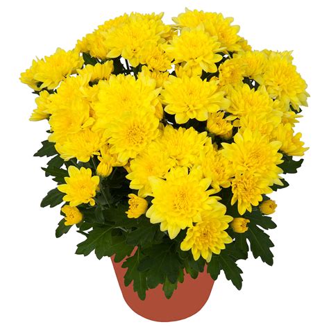 CHRYSANTHEMUM Potted plant, Chrysanthemums yellow - IKEA