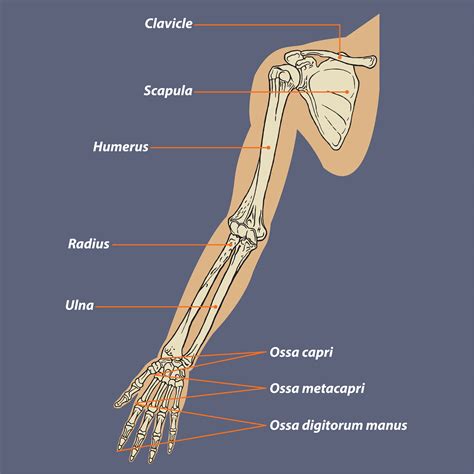 Human Arm Bone Names