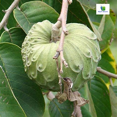 Amazing Store Diospyros blancoi, Mabolo, Temburini - Plant : Amazon.in ...