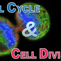 Cell Cycle and Cell Division PPT Biology Class 11