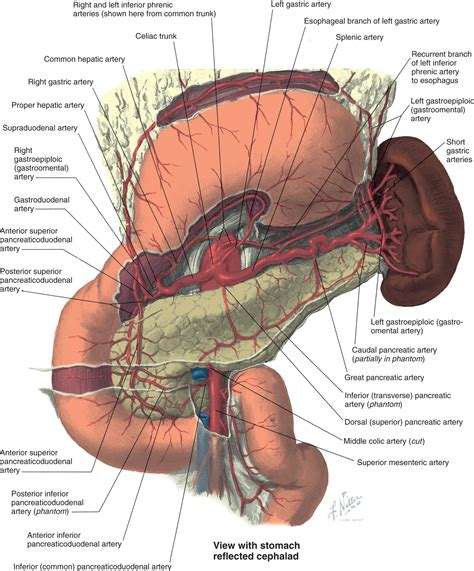 Anatomy and Physiology of the Duodenum - Clinical Tree