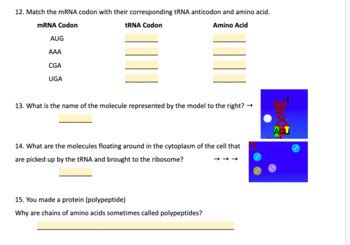 Image result for Protein Synthesis Race Answer Key