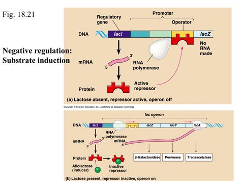 Image result for ATH Operon Positive Control