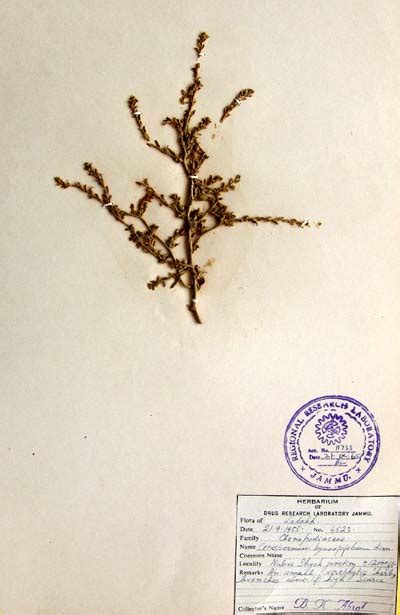 corispermum_hyssopifolium