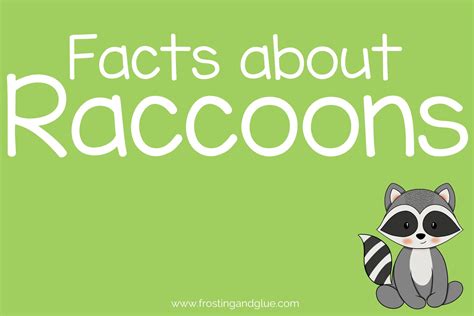 40 Pawsome Facts About Raccoons