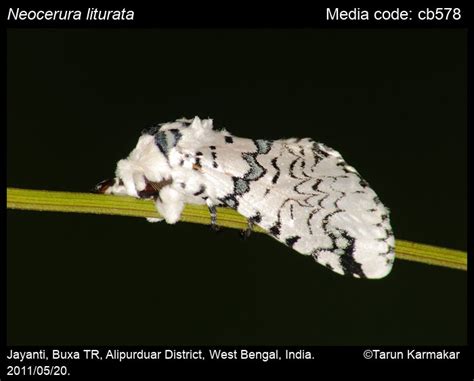 Neocerura liturata (Walker, 1855) - | Moths