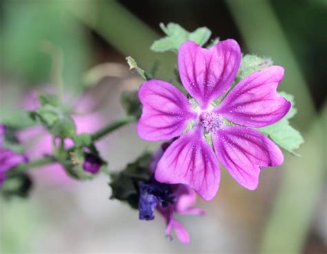 Malva sylvestris. | Flora, Malvaceae