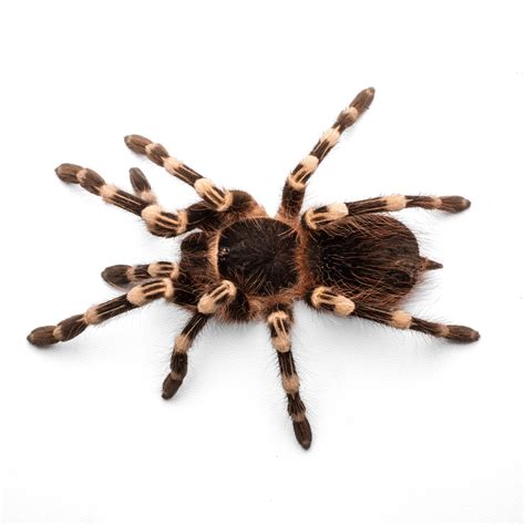 Brazilian White Knee Tarantula (Acanthoscuria geniculata) care — The ...