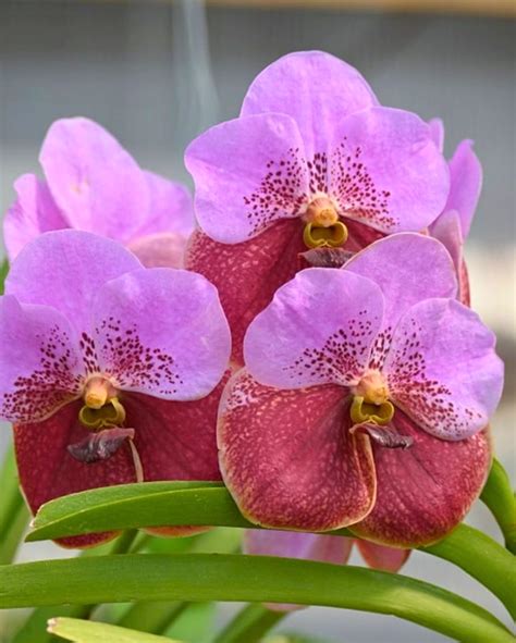 Divine Blossoms Orchid Boutique - Online Store