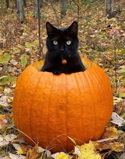 Halloween Black Cat in Pumpkin Costume
