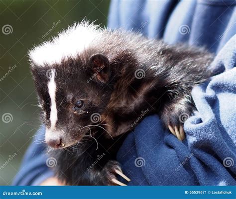 Skunk stock image. Image of musk, skunk, nocturnal, glands - 55539671