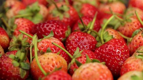 Ripe strawberries are red in color with a sweet and sour taste. Red ...